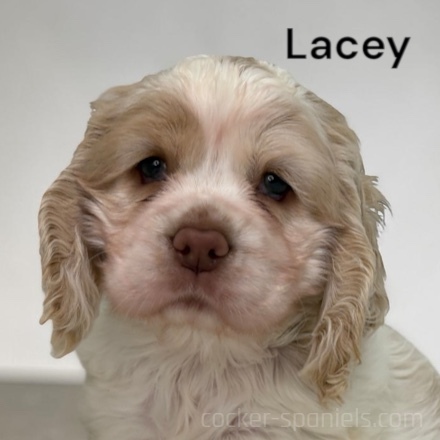 puppy, for, sale, Cocker Spaniel, Joe & Cherri  Overlease, dog, breeder, Miller, MO, dog-breeder, puppy-for-sale, forsale, nearby, find, puppyfind, locator, puppylocator, aca